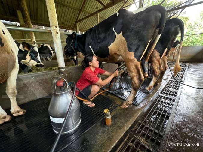 Dukung Program Makan Bergizi Gratis, Pemerintah akan Impor 1 Juta Sapi Perah