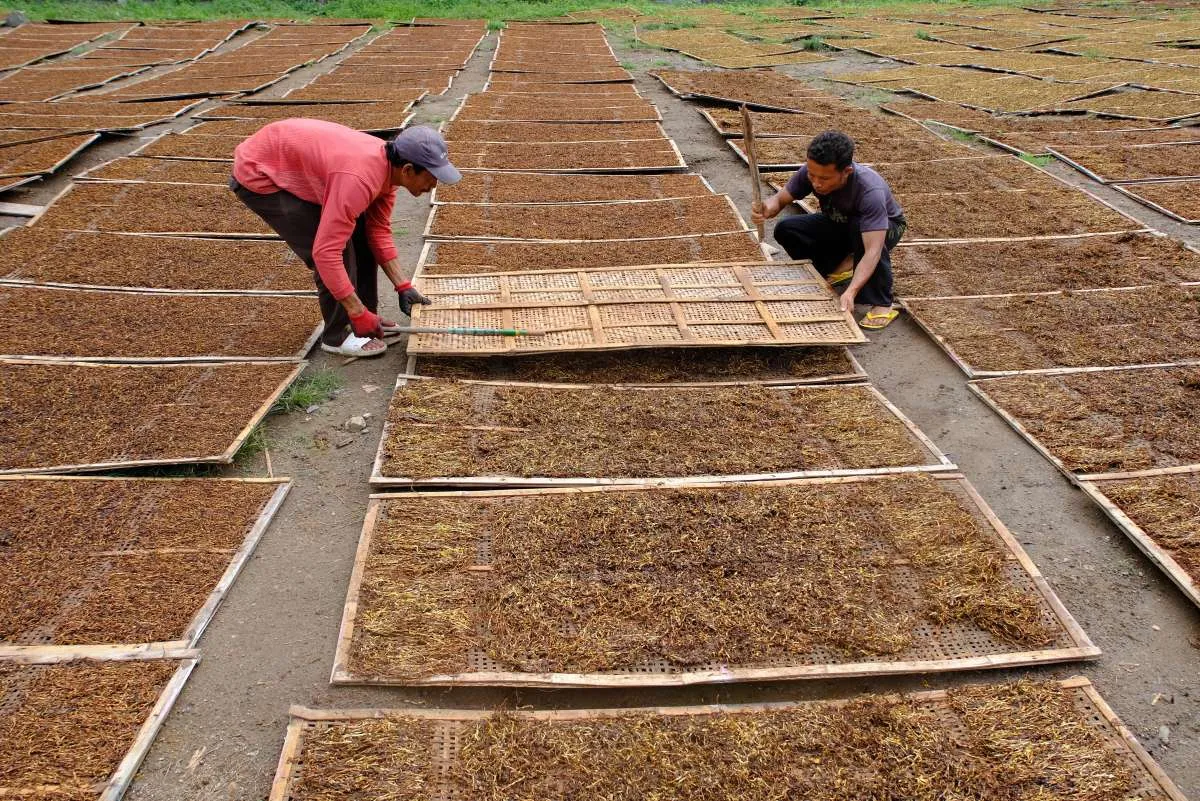 Pemerintah Didorong Susun Roadmap Komprehensif Industri Hasil Tembakau
