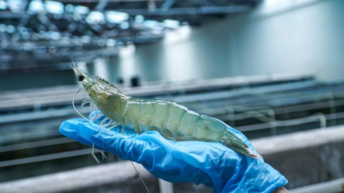 Udang Indonesia Kembali Tembus Pasar AS Setelah Lolos Uji Radioaktif