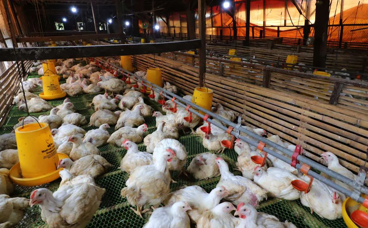 Mentan Beberkan Rencana Investasi Danantara Rp 20 Triliun untuk Peternakan Ayam