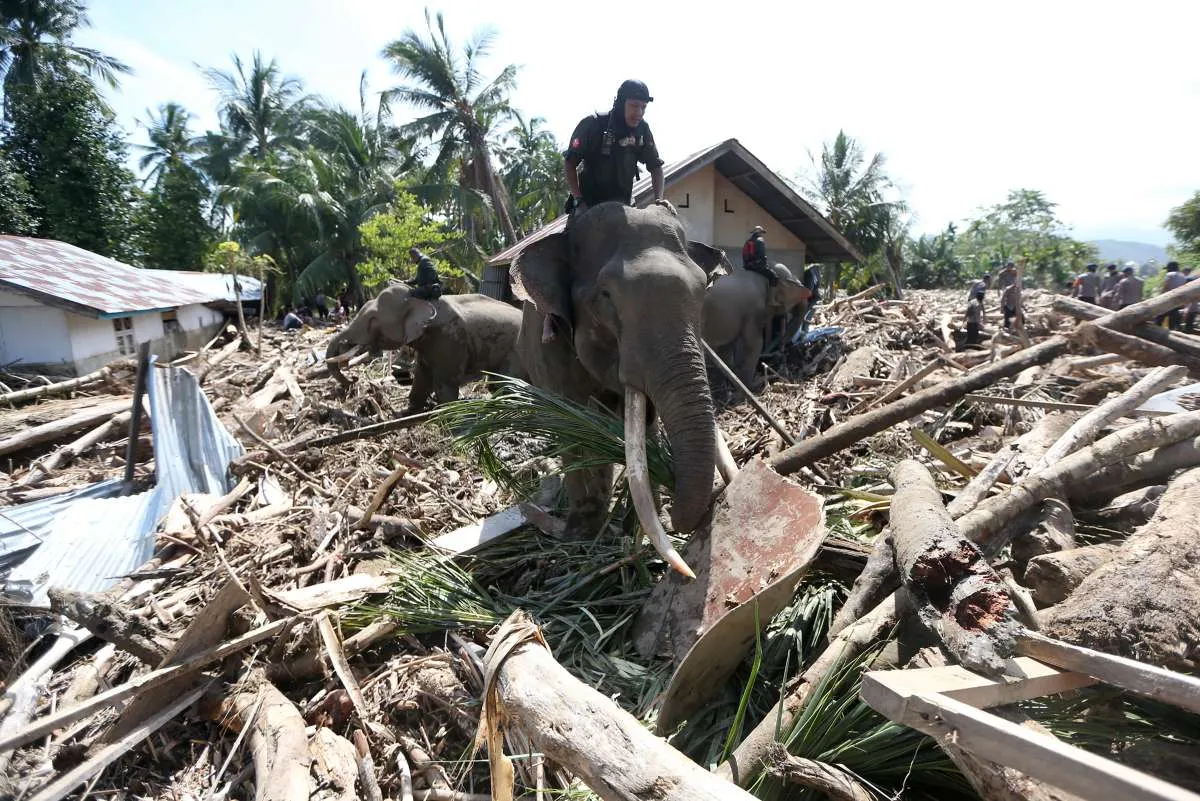 Kemenhut Ungkap Asal-Usul Pohon yang Terbawa Banjir di Batangtoru Tapanuli Selatan