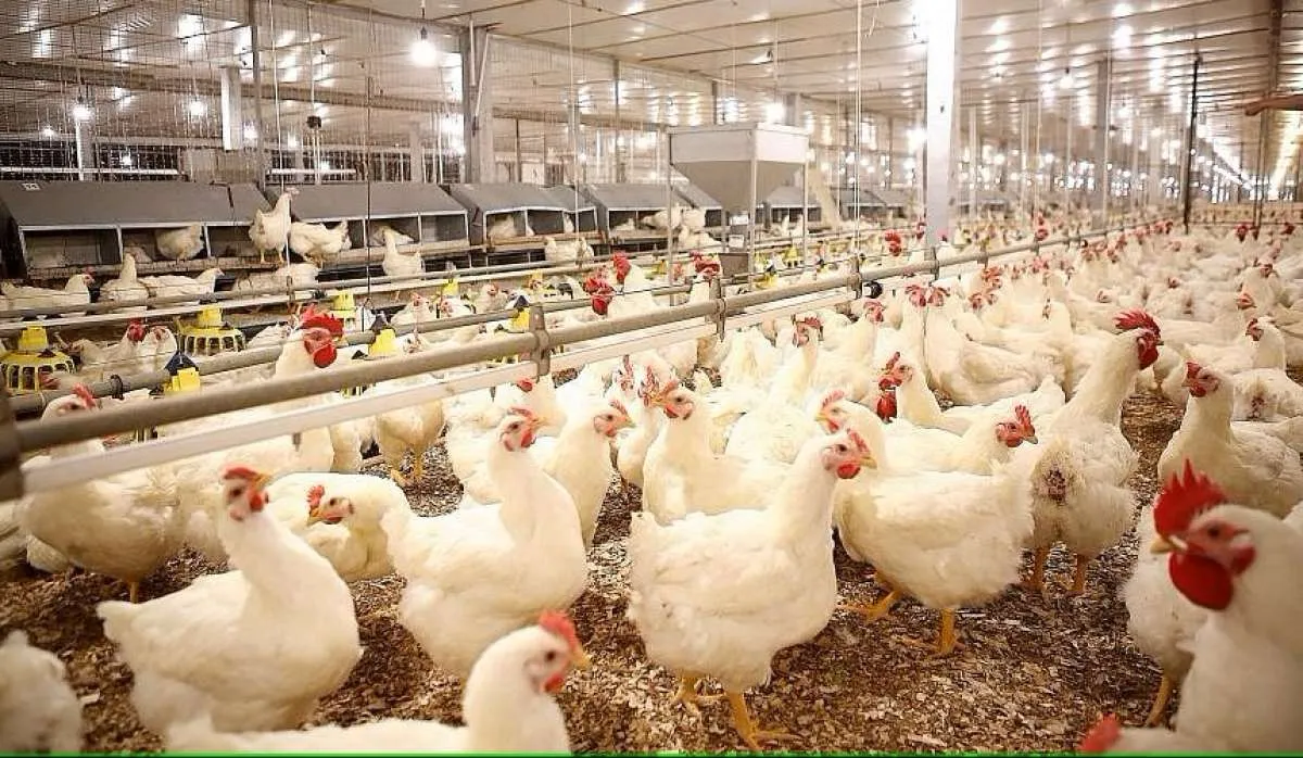 Cermati Rekomendasi Saham Poultry: JPFA, CPIN, MAIN dan AYAM untuk Senin (17/11)