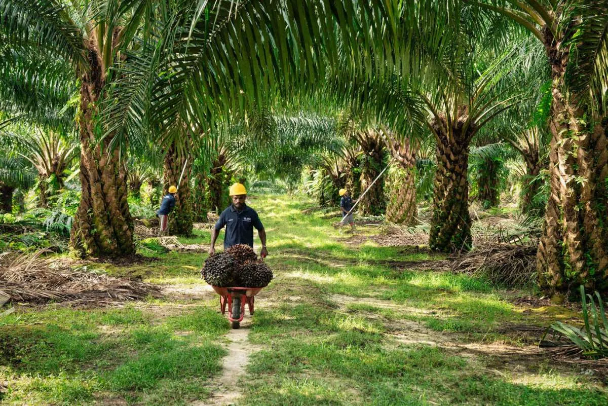 Laba Bersih ANJT Melejit per Kuartal III-2025, Ini Faktor Pendorong Utamanya