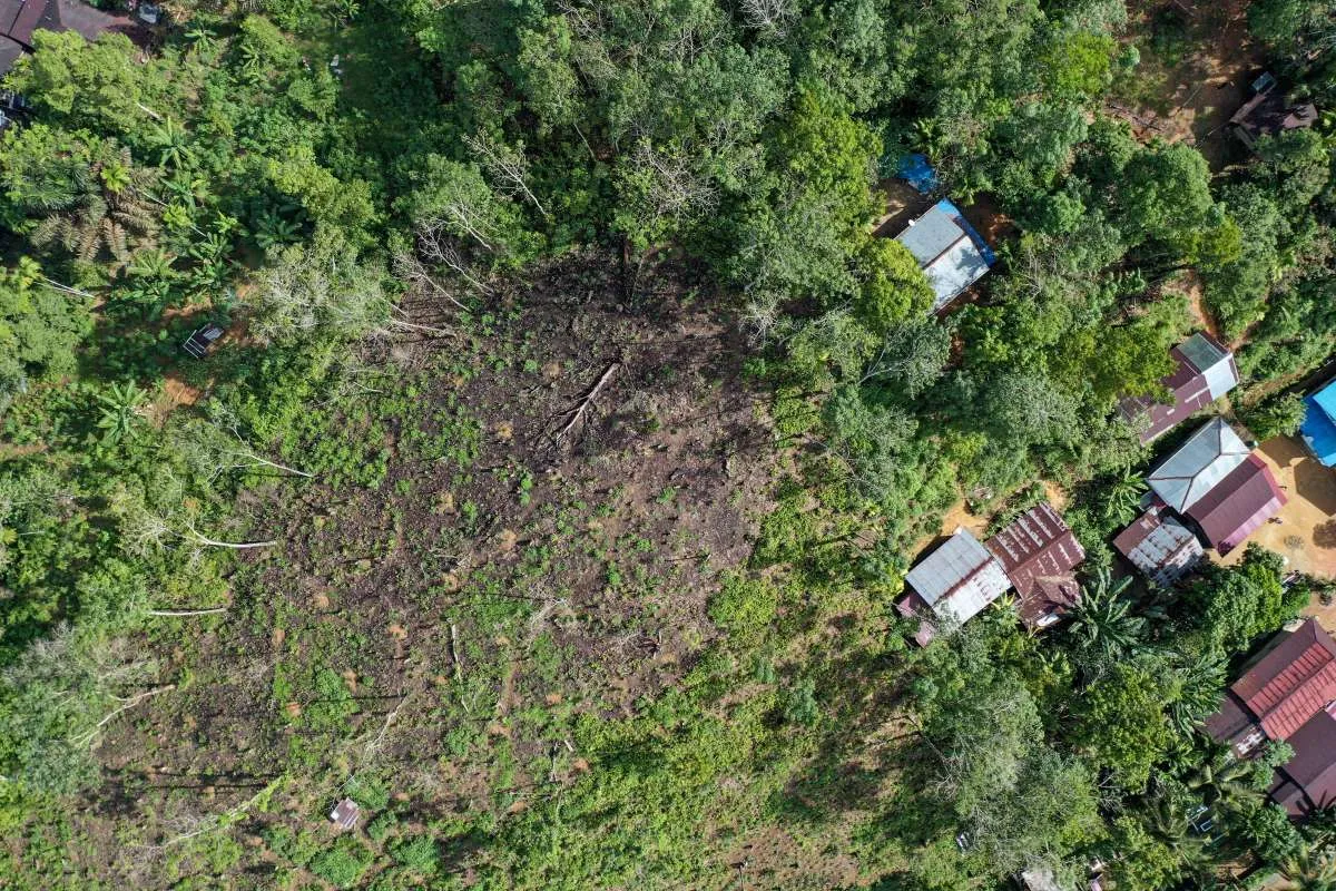 Pemerintah Janji Kembalikan Kebun Sawit Jadi Hutan, Cek Luas Kebun Sawit Di Sumatera