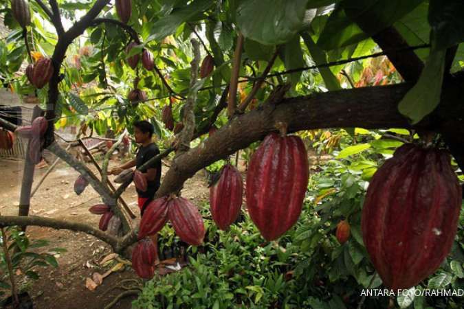 Jokowi Beri Tugas Baru, BPDPKS Akan Urus Kakao dan Kelapa