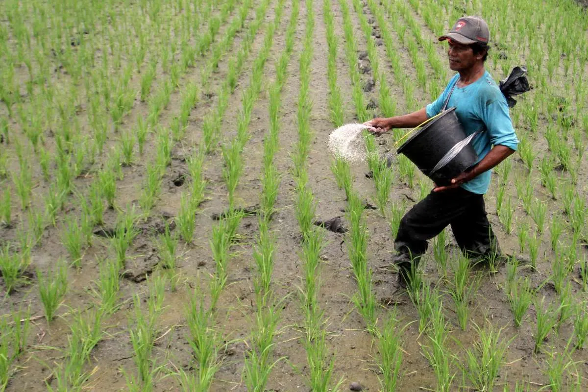 Data Petani Tak Akurat, Penyerapan Pupuk Bersubsidi Menurun