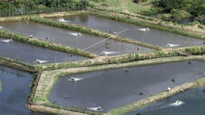 Kemenhut Sebut Pemberian Hak Kelola Kawasan Hutan untuk Tambak di Pantura Bukan Pemutihan